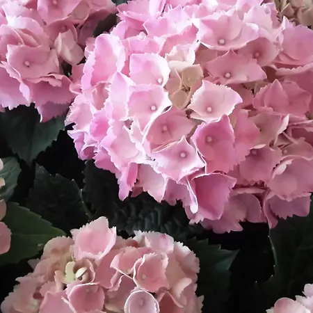 Garden Ristorante Hotel 3*