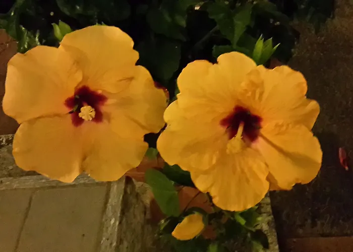 Ξενοδοχείο Garden Ristorante 3*