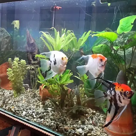 ホテル Garden Ristorante Tabiano Terme