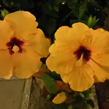 Hotel Garden Ristorante 3*