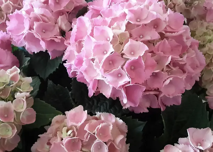 Garden Ristorante Отель 3*